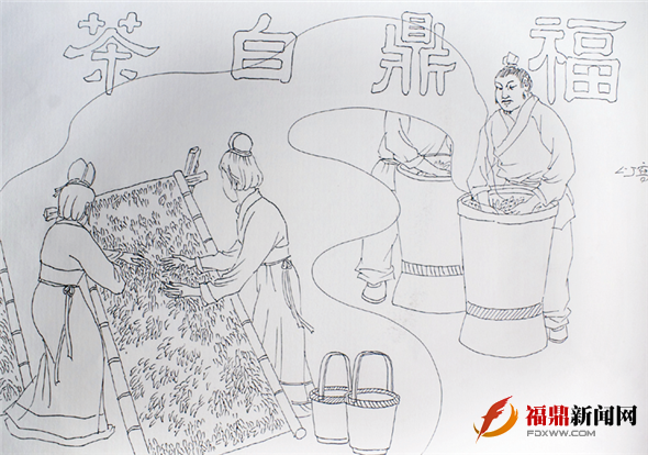 古老白茶，留香太姥