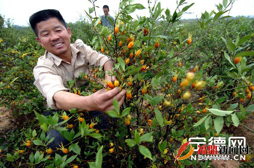 福鼎成立黃梔子協會