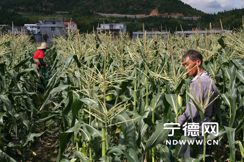 周寧東升村黃梨根家玉米喜獲豐收 已被訂購一空