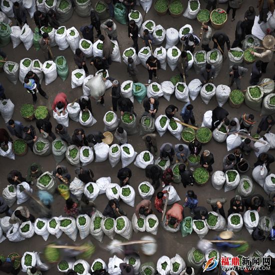 茶香四海飄