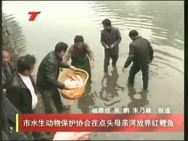 市水生動(dòng)物保護(hù)協(xié)會(huì)在點(diǎn)頭母親河放養(yǎng)紅鯉魚