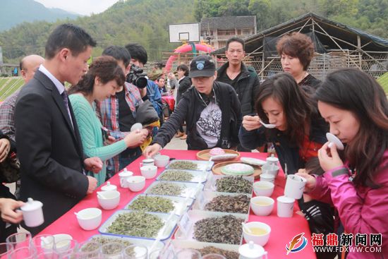 河北茶文化考察團點頭考察“福鼎白茶”.JPG