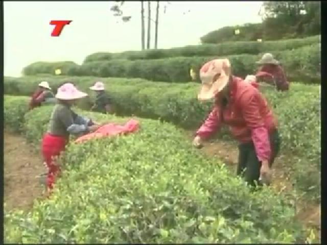 白琳：打好“生態(tài)有機”牌，做大做強茶產(chǎn)業(yè)