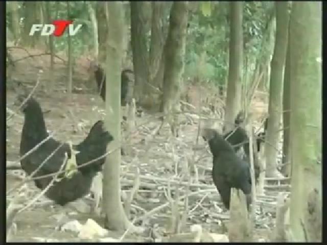 磻溪鎮大力發展林下經濟促農增收