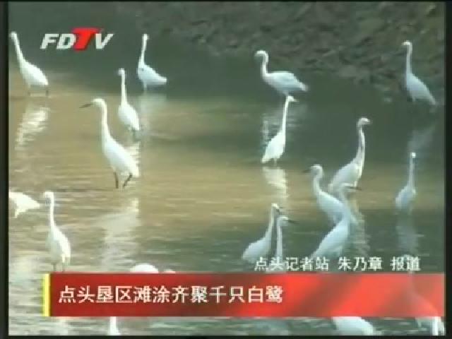 點頭墾區灘涂齊聚千只白鷺