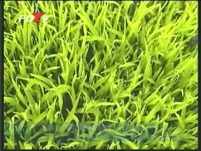 福鼎：早稻播種育秧3.4萬(wàn)畝