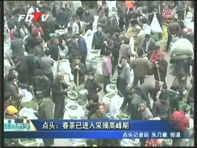 點頭：春茶已進(jìn)入采摘高峰期