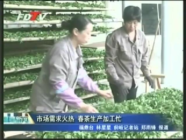 市場需求火熱 春茶生產加工忙