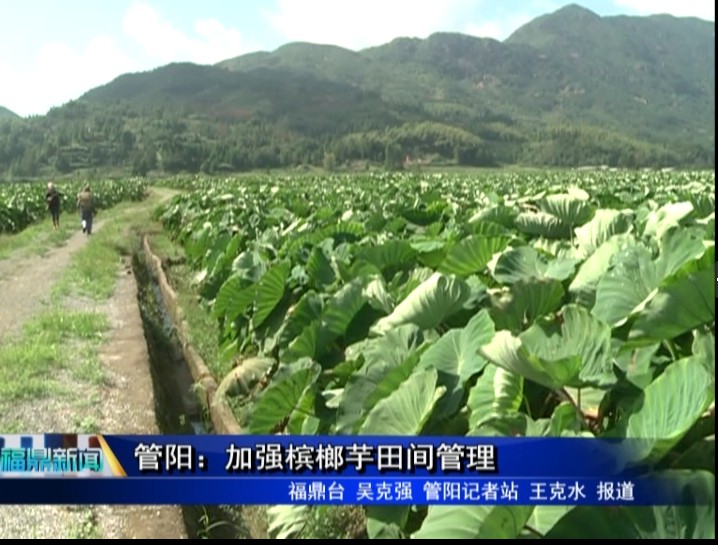 管陽(yáng)：加強(qiáng)檳榔芋田間管理