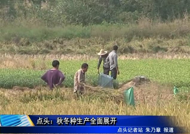 點(diǎn)頭：秋冬種生產(chǎn)全面展開(kāi)