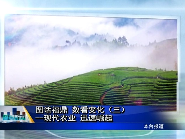 圖話福鼎 數看變化（三）--現代農業 迅速崛起