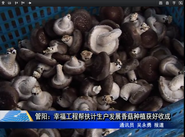 管陽：幸福工程幫扶計生戶發展香菇種植獲好收成