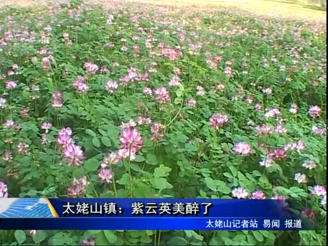 太姥山鎮：紫云英美醉了