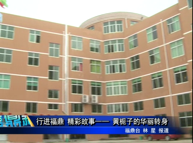 行進福鼎 精彩故事—— 黃梔子的華麗轉身