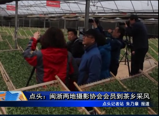點頭：閩浙兩地攝影協會會員到茶鄉采風