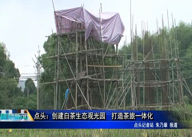點頭：創(chuàng)建白茶生態(tài)觀光園 打造茶旅一體化