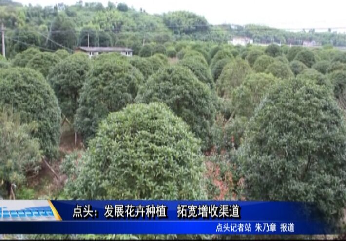 點頭：發展花卉種植　拓寬增收渠道