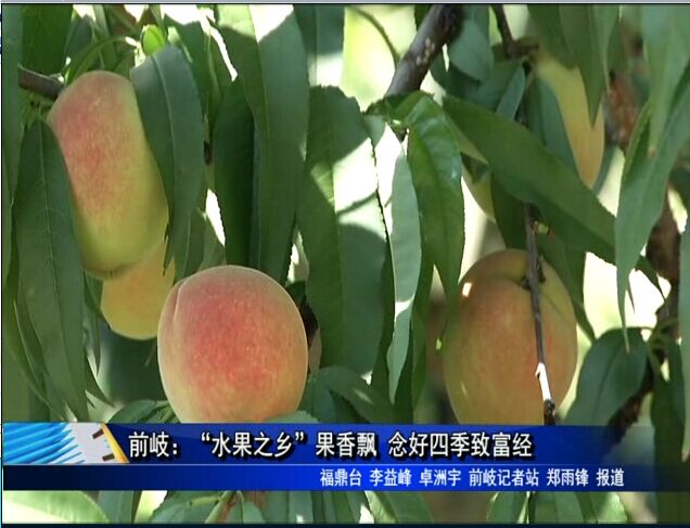 前岐：“水果之鄉”果香飄 念好四季致富經