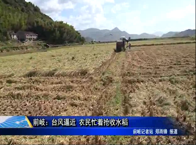 前岐：臺風逼近 農民忙著搶收水稻