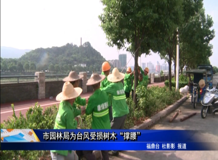 市園林局為臺風受損樹木“撐腰”