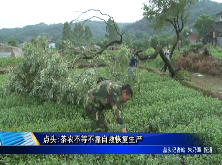 點頭:茶農不等不靠自救恢復生產