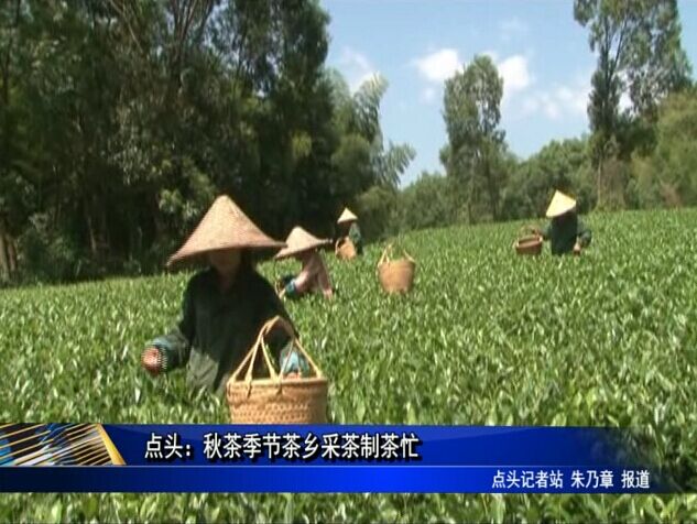 點頭：秋茶季節茶鄉采茶制茶忙
