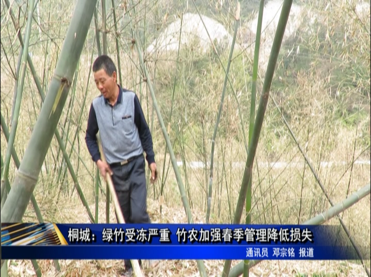 桐城：綠竹受凍嚴重 竹農加強春季管理降低損失