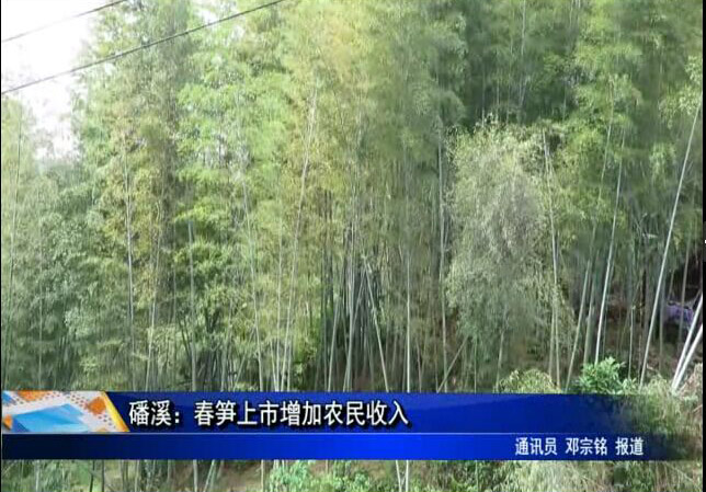 磻溪：春筍上市增加農民收入