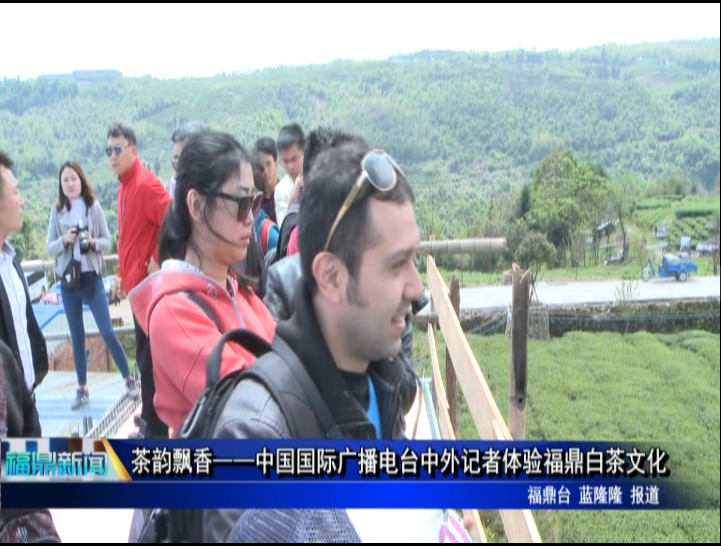 茶韻飄香——中國國際廣播電臺中外記者體驗福鼎白茶文化