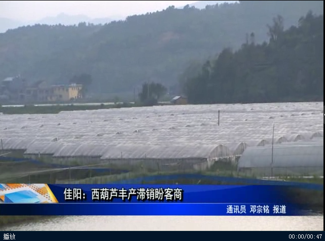 佳陽：西葫蘆豐產滯銷盼客商