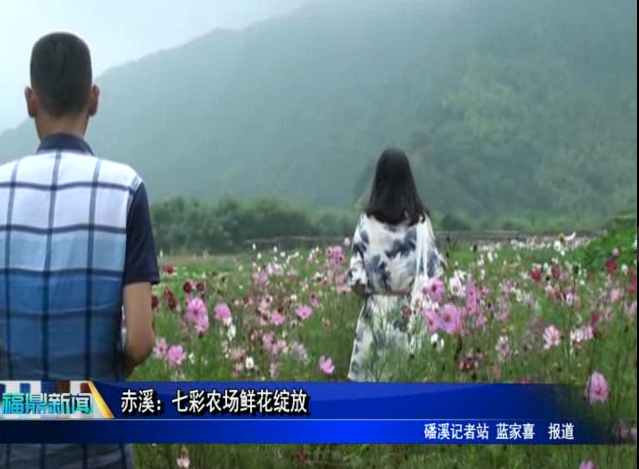 赤溪：七彩農場鮮花綻放