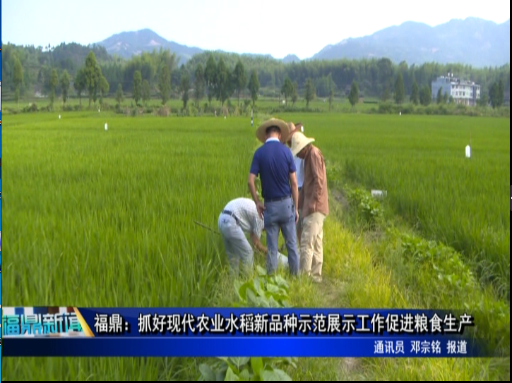 福鼎：抓好現代農業水稻新品種示范展示工作促進糧食生產