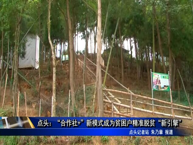點頭：“合作社+”新模式成為貧困戶精準脫貧“新引擎”