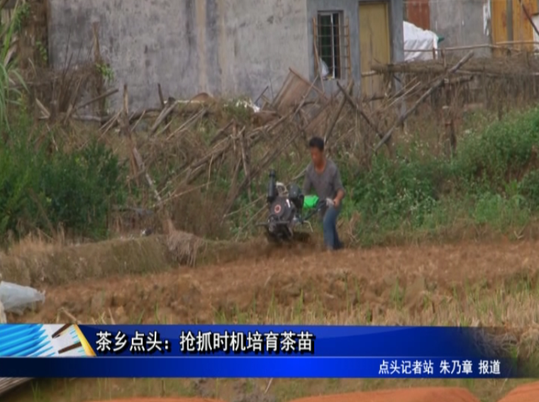 茶鄉(xiāng)點(diǎn)頭：搶抓時(shí)機(jī)培育茶苗
