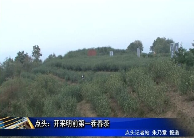 點(diǎn)頭：開采明前第一茬春茶