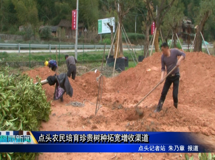 點(diǎn)頭農(nóng)民培育珍貴樹種拓寬增收渠道