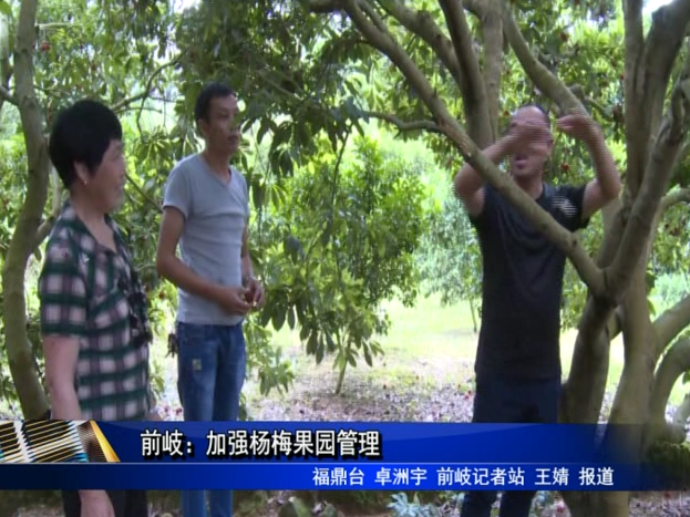 前岐：加強(qiáng)楊梅果園管理