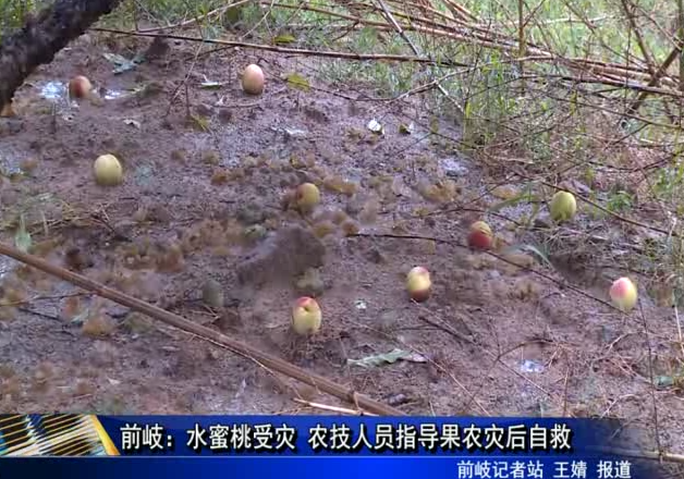 前岐：水蜜桃受災 農技人員指導果農災后自救