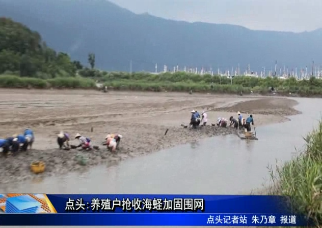 點頭:養(yǎng)殖戶搶收海蟶加固圍網(wǎng)