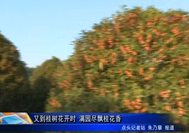 又到桂樹花開時 滿園盡飄桂花香
