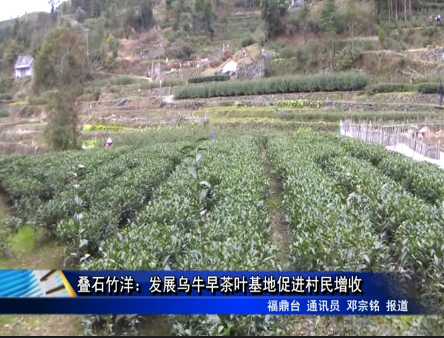 疊石竹洋：發(fā)展烏牛早茶葉基地促進(jìn)村民增收
