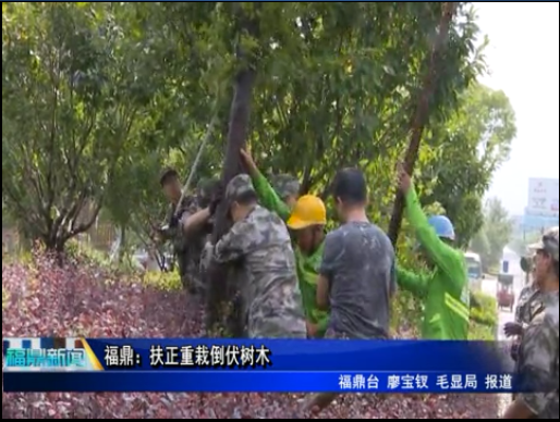 福鼎：扶正重栽到付樹木