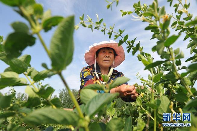 職業農民和科研人員增收細則有望加速出臺