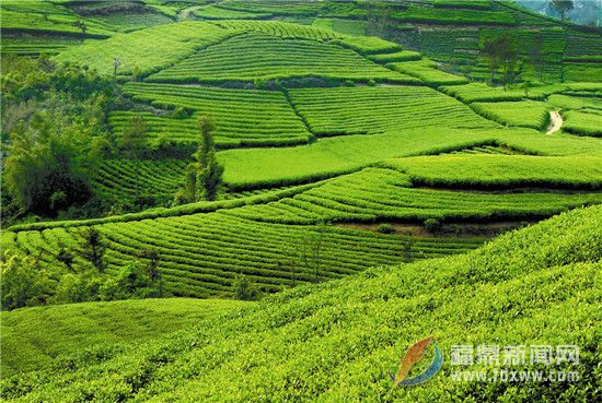 打好品牌、人才、自律三張牌 讓福鼎白茶香飄更久遠