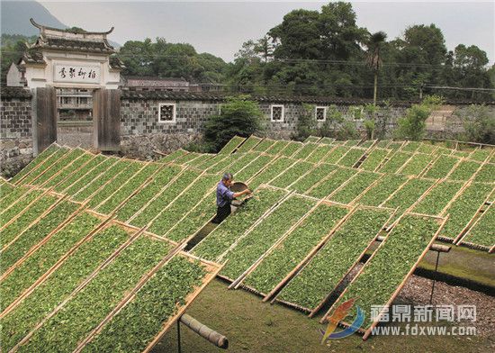 有質(zhì)量的白茶才有“生命”  福鼎抓白茶質(zhì)量是認真的