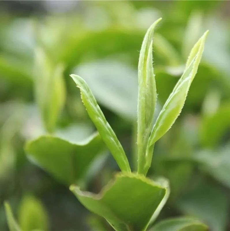 超嚴！福鼎市茶業協會對5家茶企給予處罰！