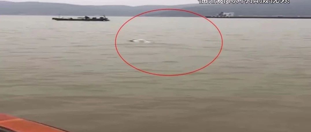沙埕海域出現2只中華白海豚，“海上大熊貓”再次戀上福鼎~