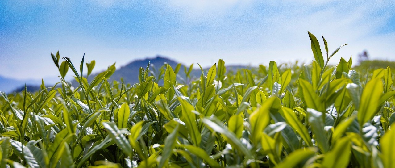 一戶一卡一茶園，茶青也有了“身份證”！