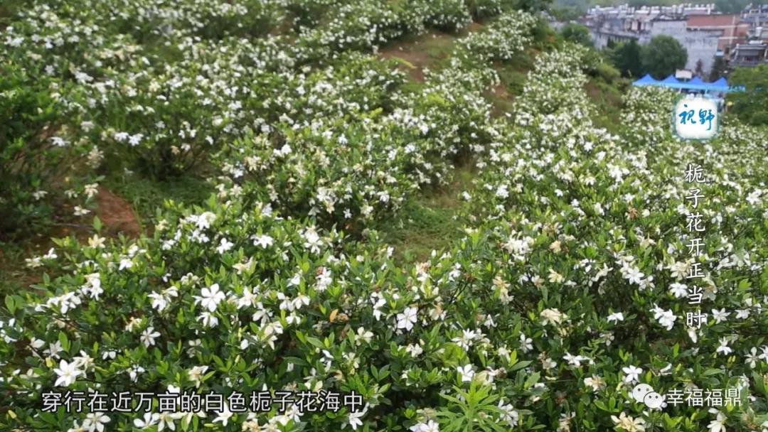 【視野】梔子花開：好看，好玩，又好吃