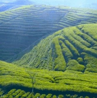 夏季茶園如何防治“濕害”？這條信息一定要看